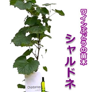 c Ԃǂ  C Vhl  c ԃMtg