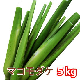 2026年 予約 マコモダケ マコモ マコモタケ 真菰 国産 5kg 約40本〜60本 山形 東根市長瀞 新鮮直送 料理用 野菜 健康食材 旬の野菜 食物繊維たっぷり 煮物 炒め物 サラダにもおすすめ お取り寄せグルメ 自然栽培 家庭用 ギフト 農産物
