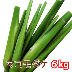 2026年 予約 マコモダケ マコモ マコモタケ 真菰 国産 6kg 約48本〜72本 山形 東根市長瀞 新鮮直送 料理用 野菜 健康食材 旬の野菜 食物繊維たっぷり 煮物 炒め物 サラダにもおすすめ お取り寄せグルメ 自然栽培 家庭用 ギフト 農産物