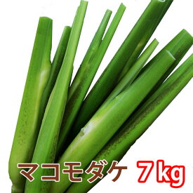 2026年 予約 マコモダケ マコモ マコモタケ 真菰 国産 7kg 約56本〜84本 山形 東根市長瀞 新鮮直送 料理用 野菜 健康食材 旬の野菜 食物繊維たっぷり 煮物 炒め物 サラダにもおすすめ お取り寄せグルメ 自然栽培 家庭用 ギフト 農産物