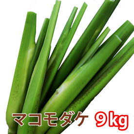 2026年 予約 マコモダケ マコモ マコモタケ 真菰 国産 9kg 約72本〜108本 山形 東根市長瀞 新鮮直送 料理用 野菜 健康食材 旬の野菜 食物繊維たっぷり 煮物 炒め物 サラダにもおすすめ お取り寄せグルメ 自然栽培 家庭用 ギフト 農産物