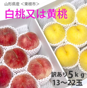R`    y 󂠂 5kg13`22   삳̓ z  쒆 K ɒB   M ̋ R`Y Mtg {bNX hV̓ E N[|