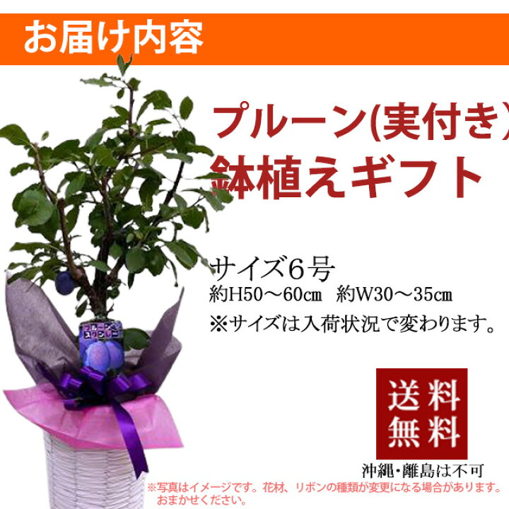 楽天市場 プルーン プルーンの木 プレゼント 鉢植え 篭付き ラッピング無料 生プルーン プルーン プラム 国産 敬老の日 お彼岸 プルーンエキス 生 プルーンジュース 無添加 訳あり 生食 旬 1k 農産物 ポイント消化 100円 300円 500円 花ギフト 山形産果物野菜 花樹有