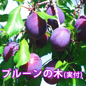 楽天市場 プルーン 鉢植えの通販