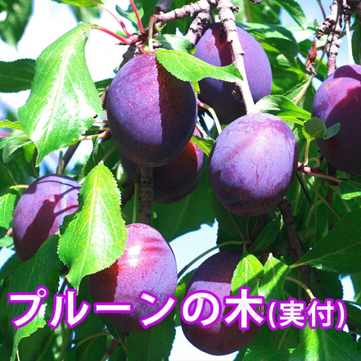 楽天市場 プルーン プルーンの木 プレゼント 鉢植え 篭付き ラッピング無料 生プルーン プルーン プラム 国産 敬老の日 お彼岸 プルーンエキス 生 プルーンジュース 無添加 訳あり 生食 旬 1k 農産物 ポイント消化 100円 300円 500円 花ギフト 山形産果物野菜 花樹有