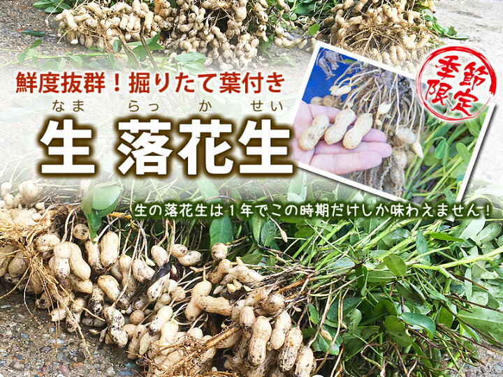 楽天市場】落花生 落花生生 茹で落花生 20kg 5kg 4個 おおまさり 郷の 