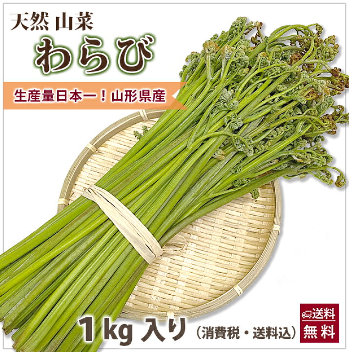楽天市場 山形県産 山菜 天然わらび 蕨 生ワラビ 生わらび １kg 送料無料 天然 村山市 山形 ワラビ ワラビの採れる場所 漢字 レシピ ぜんまい 栄養 農産物 ワラビのアク抜き重曹 ワラビのあく抜き方法 わらびもち 蕨 ワラビー わらび保存 花ギフト 山形産果物野菜 花樹有