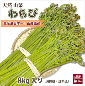 山形県産 山菜 天然わらび 蕨 生ワラビ 生わらび 8kg 送料無料 天然 村山市 山形 ワラビ ワラビの採れる場所 漢字 レシピ ぜんまい 栄養 農産物 ワラビのアク抜き重曹 ワラビのあく抜き方法