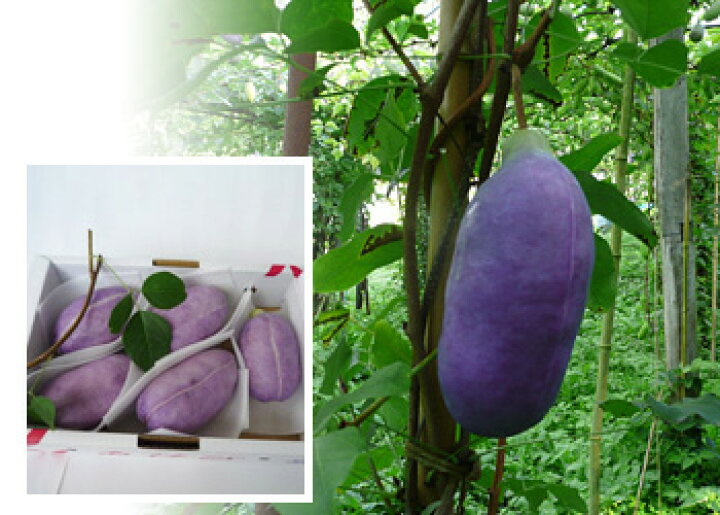 楽天市場 敬老の日 お彼岸 あけび アケビ 実 食用 生あけび 送料無料 山形産 特大 あけび ４個 ７個入り あけび アケビ 実 食用 生 あけび 農産物 ポイント消化 100円 300円 500円 花ギフト 山形産果物野菜 花樹有