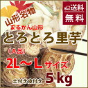 里芋 さといも 山形 土芋 秀 2L～L 5kg 新鮮 産地直送 村山市産 サトイモ トロトロ食感 煮物 炒め物 お取り寄せ 家庭…