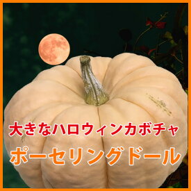 ハロウィンカボチャ ハロウィン カボチャ かぼちゃ 生 【 ポーセリングドール 大 1個 】 飾り 巨大 置物 装飾 オブジェ パンプキン かぼちゃの馬車 ハロウィンカボチャ飾り ハロウィンかぼちゃ 本物 食べれる くりぬき 販売 作り方