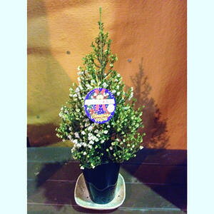 NX}X GJ  XYGJ y NX}X G Ai4TCYjz a LO Ε NX}X ĕ R ʔ li ̔ 2013 yV NX}XGJ |Cg