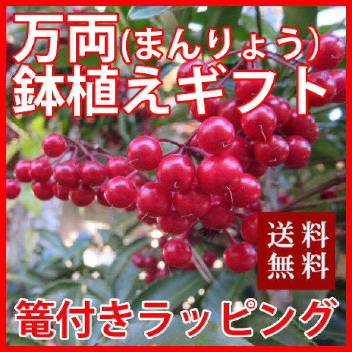 楽天市場 万両 鉢植え 送料無料 大実万両 宝船 篭入り ラッピング無料 万両 苗 南天 千両 斑入り 花 アレンジメント 正月 正月飾り ポイント消化 100円 300円 500円 花ギフト 花ギフト 山形産果物野菜 花樹有