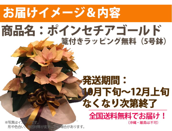 楽天市場】ポインセチア 鉢植え 【 ゴールド 黄色 オレンジ 5寸 篭付 