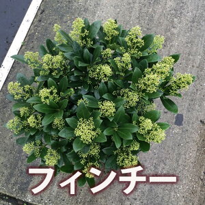 XL~A tB`[ 6.5 劔 A Β ~̉ Ԃڂ փAW A K[fjO lC  ϗtA  ~̊񂹐A Mtg v[g ~̍ʂ