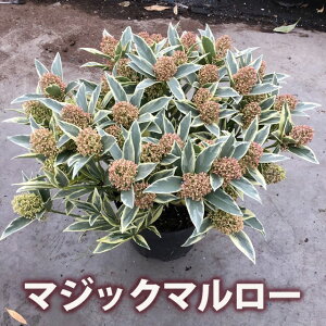 XL~A }WbN}[ 5,5 劔 A Β ~̉ Ԃڂ փAW A K[fjO lC  ϗtA  ~̊񂹐A Mtg v[g ~̍ʂ