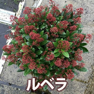 XL~A x 6,5 劔 A Β ~̉ Ԃڂ փAW A K[fjO lC  ϗtA  ~̊񂹐A Mtg v[g ~̍ʂ