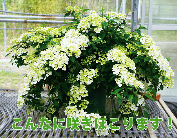 楽天市場】アジサイ 紫陽花 あじさい 【 アジサイ ラグランジア 