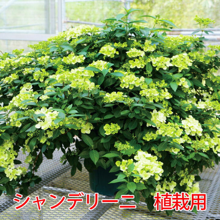 楽天市場】アジサイ 紫陽花 あじさい 【 アジサイ ラグランジア 