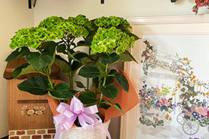 楽天市場 紫陽花 あじさい アジサイ 鉢植え 秋色あじさい アンティーク 父の日 お中元 誕生日 結婚記念日 西洋アジサイ ギフト 珍しい おしゃれ 希少 長持ち 花 品種 苗 植木鉢 プランター 花ギフト ポイント消化 100円 300円 500円 花ギフト 山形産果物野菜 花樹有
