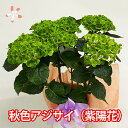 紫陽花 あじさい アジサイ 鉢植え 【 秋色あじさい アンティーク 】 父の日 お中元 誕生日 結婚記念日 西洋アジサイ ギフト 珍しい おしゃれ 希少 長持ち 花 品種 苗 植木鉢 プランター 花ギフト ポイント消化