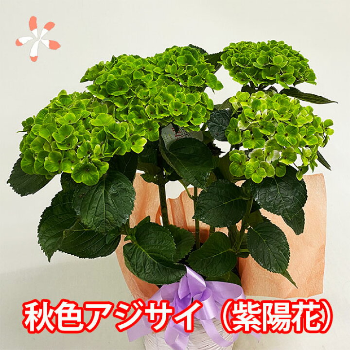 楽天市場 紫陽花 あじさい アジサイ 鉢植え 秋色あじさい アンティーク 父の日 お中元 誕生日 結婚記念日 西洋アジサイ ギフト 珍しい おしゃれ 希少 長持ち 花 品種 苗 植木鉢 プランター 花ギフト ポイント消化 100円 300円 500円 花ギフト 山形産果物野菜 花樹有