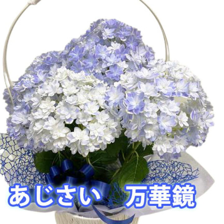 楽天市場 父の日 お中元 22 あじさい 鉢植え プレゼント あじさい 万華鏡 色が選べる 5寸 5号 篭付き ラッピング無料 ギフト 送料無料 紫陽花 アジサイ 苗 新 品種 希少 母 誕生日 万華鏡 早割 花 花材 珍しい 花ギフト ポイント消化