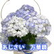 アジサイの花が好きな友人にプレゼント。希少なものや変わり種のいろんな紫陽花をご紹介ください。