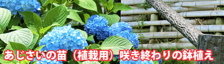 楽天市場】母の日 2025 あじさい 鉢植え 植栽 苗 【 色が選べる 