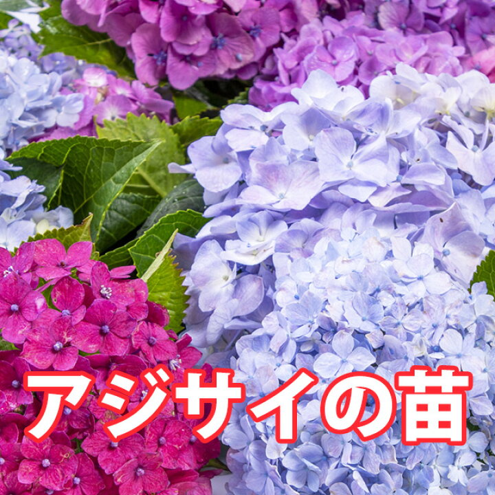 楽天市場 あじさい 鉢植え 植栽 苗 色が選べる アジサイ 苗 送料無料 紫陽花 アジサイ ハイドランジア 苗 新 品種 希少 父の日 お中元 22 ギフト ドライフラワー 珍しい 花ギフト ポイント消化 １００円 ２００円 ３００円 ５００円 １０００円 花ギフト