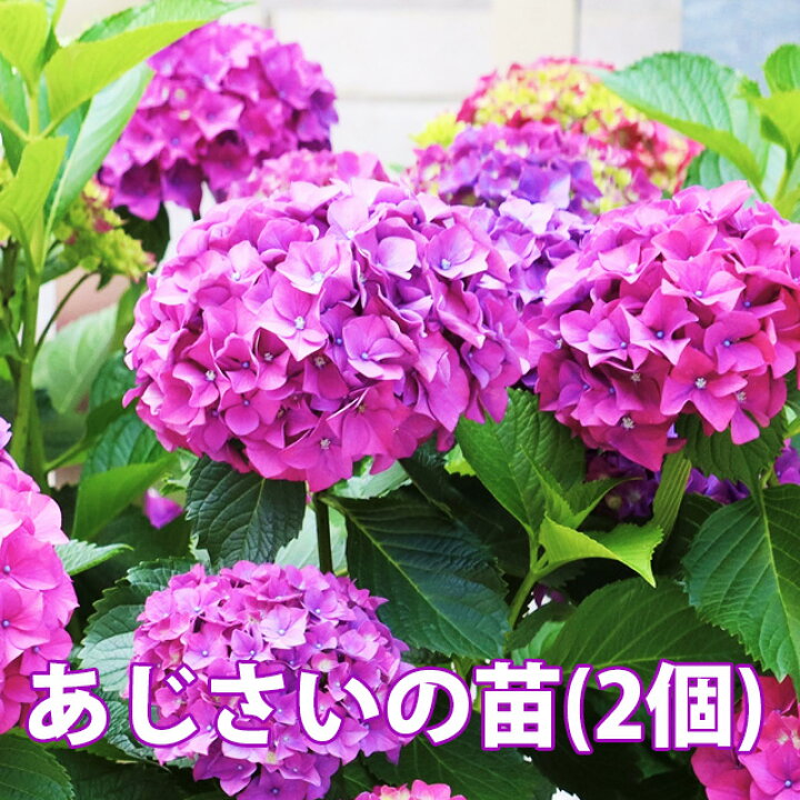 楽天市場】母の日 2025 あじさい 鉢植え 植栽 苗 【 色が選べる 