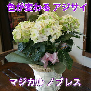 生花 アジサイ 鉢植えの人気商品 通販 価格比較 価格 Com 生花 アジサイ 鉢植えの人気商品 通販 価格比較 価格 Com