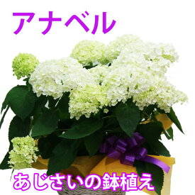 楽天市場 アジサイ アナベルの通販