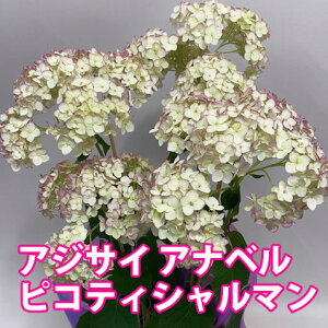 ̓  Aix sN  y sReB[V} 5 5 Ut bsO z ̓ ̓  Mtg AWTC z A nChWA ԃMtg