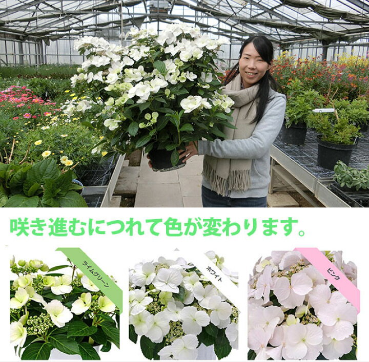 楽天市場 ハイドランジア アジサイ アジサイ ラグランジア ブライダルシャワー あじさい 送料無料 鉢植え 紫陽花 母の日 ギフト 西安 ダンスパーティー 西洋アジサイ ガクアジサイ 花ギフト ポイント消化 100円 300円 500円 花ギフト 山形産果物野菜 花樹有