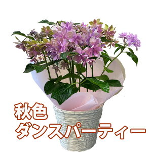  z AWTC A Mtg y HF _Xp[eB[ z sN u[ z 2025N ̓ ̓  2025 Mtg  z AWTC c V i   a h