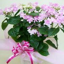 父の日 あじさい 鉢植え ギフト 【 ダンスパーティー 紫陽花 ピンク 】 父の日 お中元ギフト 送料無料 紫陽花 アジサイ 苗 新 品種 希少 母 誕生日 早割 花 ハーバリウム 花材 ドライフラワー 珍しい 花ギフト