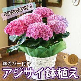 あじさい 鉢植え ギフト 【 色が選べる 5寸 5号 篭付き ラッピング無料 】 母の日 2024 父の日 お中元 ギフト 送料無料 紫陽花 アジサイ 苗 新 品種 希少 母 誕生日 敬老の日 早割 花 ハーバリウム 花材 珍しい 花ギフト ポイント消化 ホワイトデー お彼岸 送別 卒業 入学