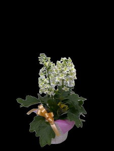 vw̓ ̓ 2026 ̓ ̓AWTC i tAWTC MTCY  A j tAWTC Mtg Xm[t[N n[j[  tz z AWTC mA