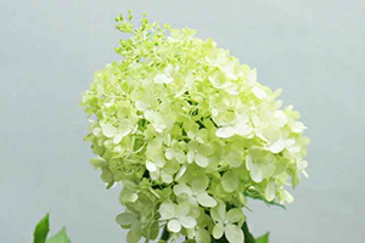 楽天市場 アジサイ あじさい 紫陽花 ピラミッドあじさい ライムライト 籠入り ラッピング無料 父の日 お中元 22 ギフト プレゼント 父の日 ギフト 送料無料 ノリウツギ ライムライト 育て方 ピンク ポイント消化 100円 300円 500円 花ギフト 山形産果物野菜 花樹有