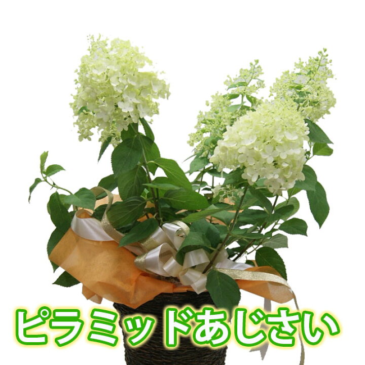 楽天市場】母の日 2025 アジサイ あじさい 紫陽花 【 ピラミッド 