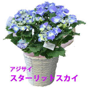生花 アジサイ 母の日の人気商品 通販 価格比較 価格 Com