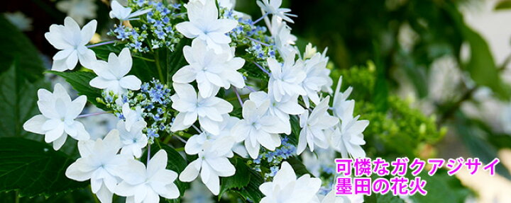 楽天市場 紫陽花 22 隅田の花火 アジサイ スミダの花火 墨田の花火 スミダノハナビ すみだの花火 あじさい 鉢植え 育て方 花言葉 通販 母の日 苗 珍しい 父の日 お中元 新品種 希少 苗 ブルー プレゼント 花ギフト 花ギフト 山形産果物野菜 花樹有 楽天市場 紫陽花 22 隅田の花火 アジサイ スミダの花火 墨田の花火 スミダノハナビ すみだの花火 あじさい 鉢植え 育て方 花言葉 通販 母の日 苗 珍しい 父の日 お中元 新品種 希少 苗 ブルー プレゼント 花ギフト 花ギフト 山形産果物野菜 花樹有