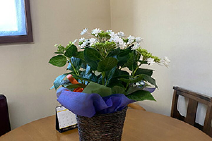 楽天市場 紫陽花 22 隅田の花火 アジサイ スミダの花火 墨田の花火 スミダノハナビ すみだの花火 あじさい 鉢植え 育て方 花言葉 通販 母の日 苗 珍しい 父の日 お中元 新品種 希少 苗 ブルー プレゼント 花ギフト 花ギフト 山形産果物野菜 花樹有 楽天市場 紫陽花 22 隅田の花火 アジサイ スミダの花火 墨田の花火 スミダノハナビ すみだの花火 あじさい 鉢植え 育て方 花言葉 通販 母の日 苗 珍しい 父の日 お中元 新品種 希少 苗 ブルー プレゼント 花ギフト 花ギフト 山形産果物野菜 花樹有