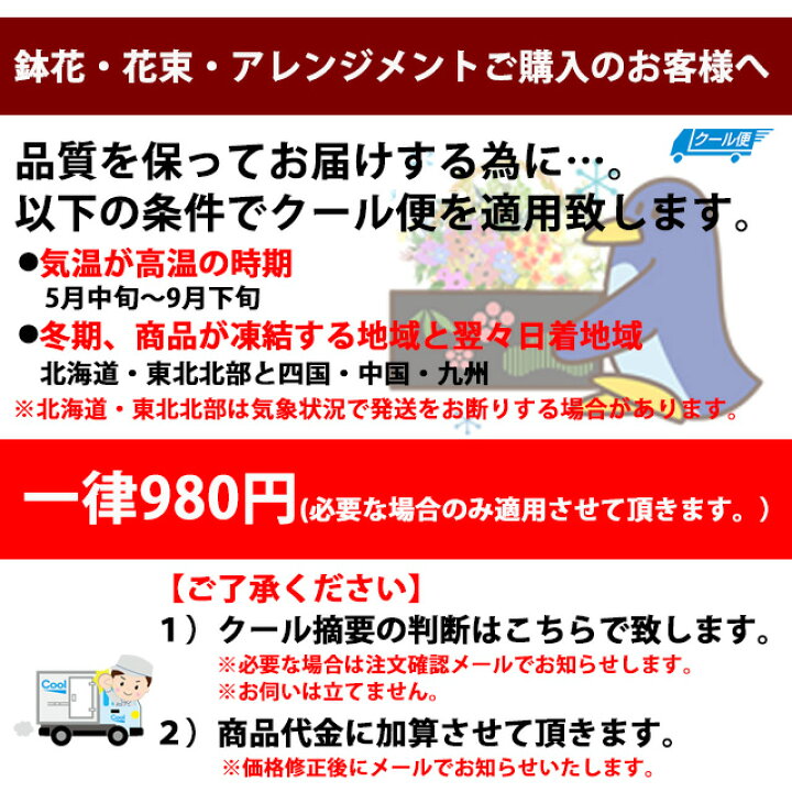 楽天市場 カラー 白 花束 ブーケ 花 送料無料 トールサイズ 白 カラー 10本 ナチュラル ブーケ ギフト 生花 ホワイトデー 卒業 入学 壮瞥 母の日 父の日 ひな祭り 桃の節句 誕生日 花ギフト ウェディングマーチ お供え 開店祝い ポイント消化 100円 300円