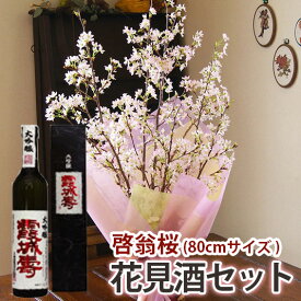 啓翁桜 桜 枝 生花 さくら 花束 山形 サクラ 桜と日本酒 花見酒セット 日本酒 寿虎屋酒造 大吟醸 霞城壽 花見酒セット 80cm 飾りやすいサイズ 7〜8本 送別 卒業 入学 送別 花束 プレゼント 送料無料 祝 誕生日 結婚記念日 フラワーギフト 花ギフト サクラ 成人の日