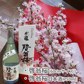 啓翁桜 花見酒 60cm 10本 日本酒 啓翁桜 セット 桜 枝 生花 さくら 花束 山形 プレゼント ひな祭り バレンタイン ホワイトデー 卒業 入学 送別 販売 切り花 花言葉 啓翁桜とは 鉢植え 盆栽 育て方 方法 通販 さくらの花 花瓶 鉢植え 80cm 花ギフト