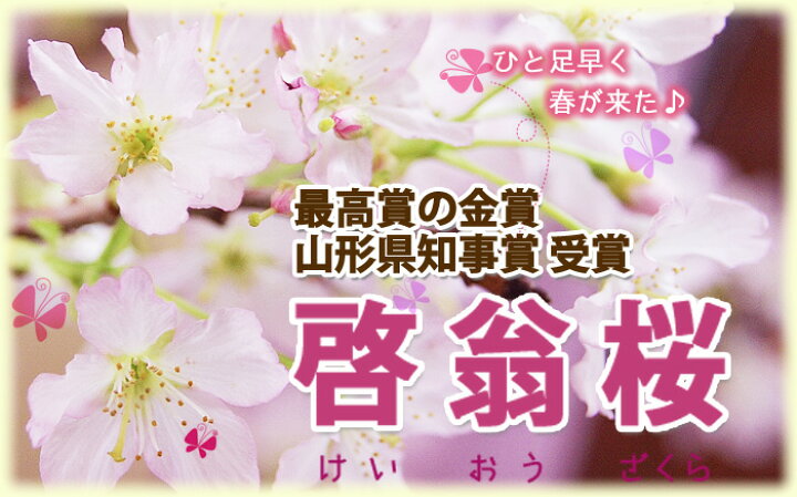 楽天市場 桜 花束 山形 啓翁桜 特級1ｃｍ ４ ５本入り 豪快に飾れるのロングサイズ お歳暮 自宅でお花見 花束 プレゼント 送料無料 花 お歳暮 祝 花 誕生日 結婚記念日 フラワーギフト 花ギフト クリスマ ス お正月 お歳暮 年末 年始 けいおう桜 山形県 花ギフト