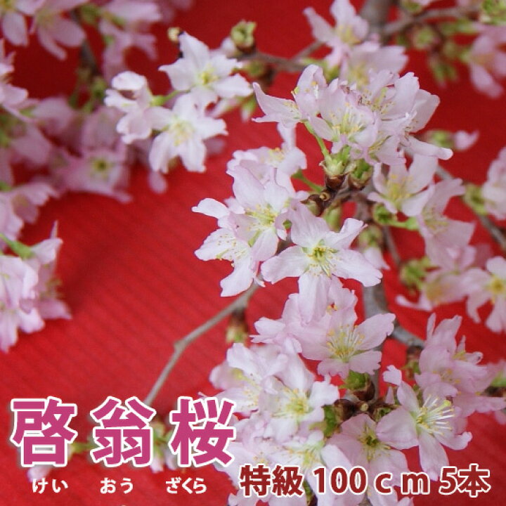 楽天市場 啓翁桜 桜 花束 山形 バレンタイン ひな祭り 桃の節句 優雅に飾って楽しめる長さ 特級100ｃｍ 5本入り お歳暮 自宅でお花見 花束 プレゼント 送料無料 お歳暮 祝 花 誕生日 結婚記念日 フラワーギフト 花ギフト 100円 300円 500円 10本 けいおう桜 花ギフト