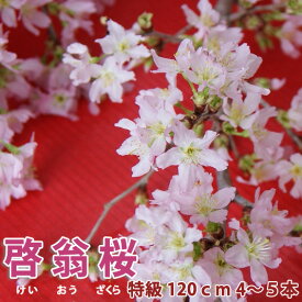 啓翁桜 120cm 4～5本 桜 枝 生花 さくら 花束 山形 プレゼント ひな祭り バレンタイン ホワイトデー 卒業 入学 送別 販売 切り花 花言葉 啓翁桜とは 鉢植え 盆栽 育て方 方法 通販 さくらの花 花瓶 鉢植え 苗木 花ギフト